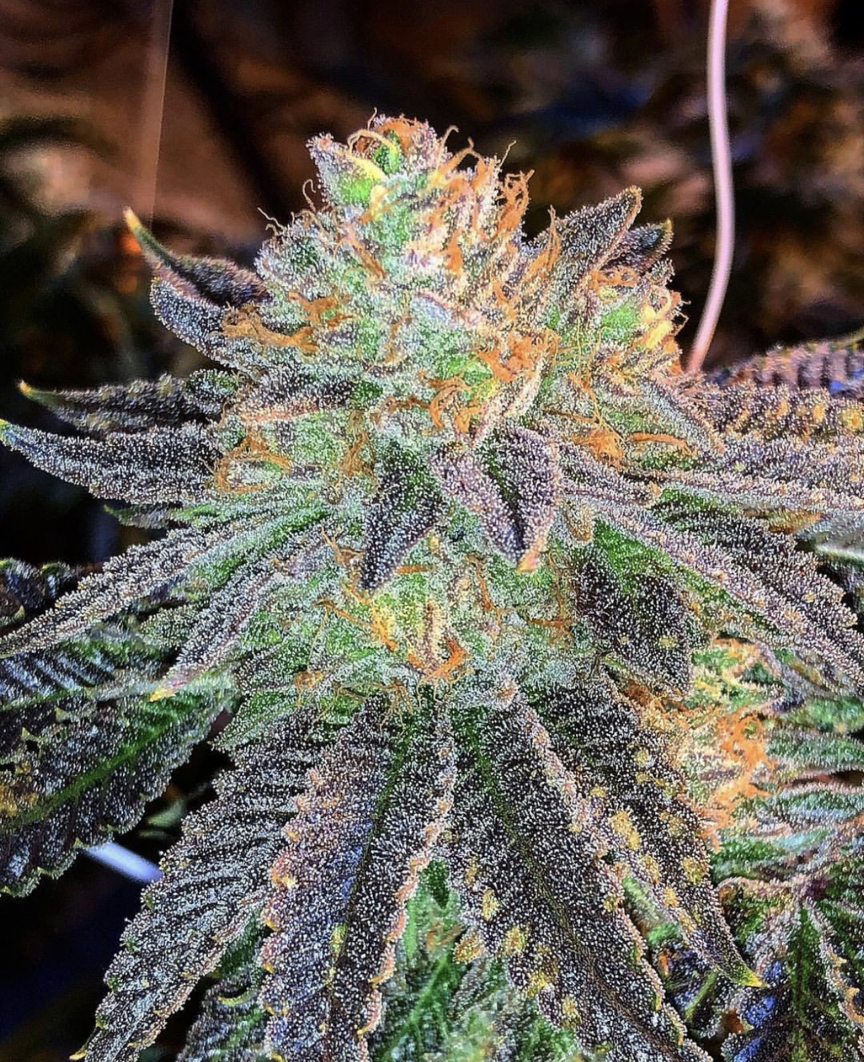 Zkittlez Cannabis Strain Visual